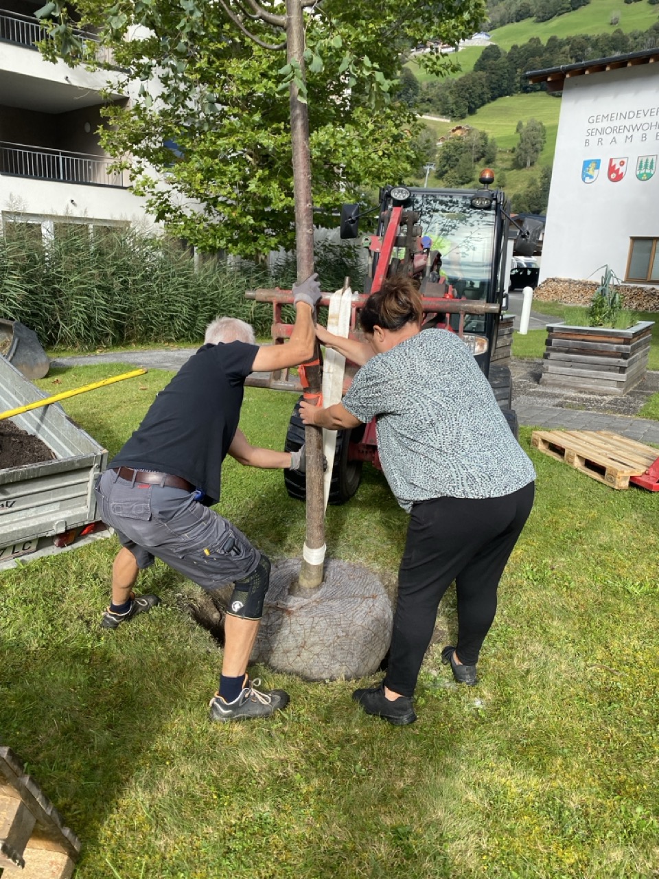 Ein neuer Baum